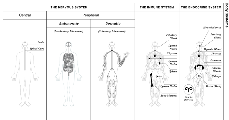 File:Bodily systems.png